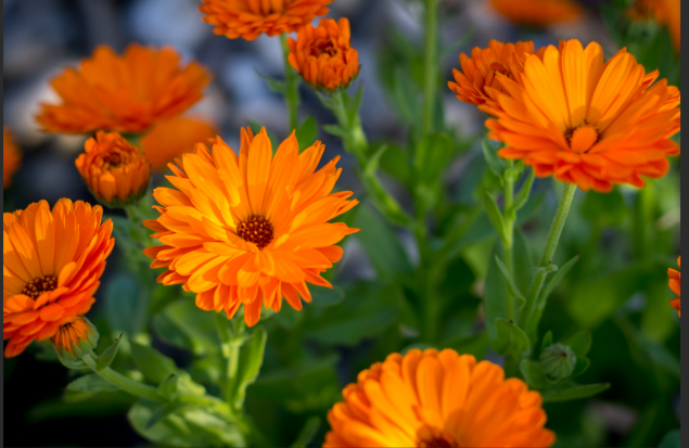 organic calendula body butter